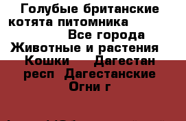 Голубые британские котята питомника Silvery Snow. - Все города Животные и растения » Кошки   . Дагестан респ.,Дагестанские Огни г.